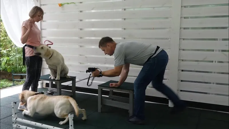 Кадр из урока «Догтренинг 660. Банда лабрадоров. Свободные от команд лабрадоры. Тянут и уходят.»